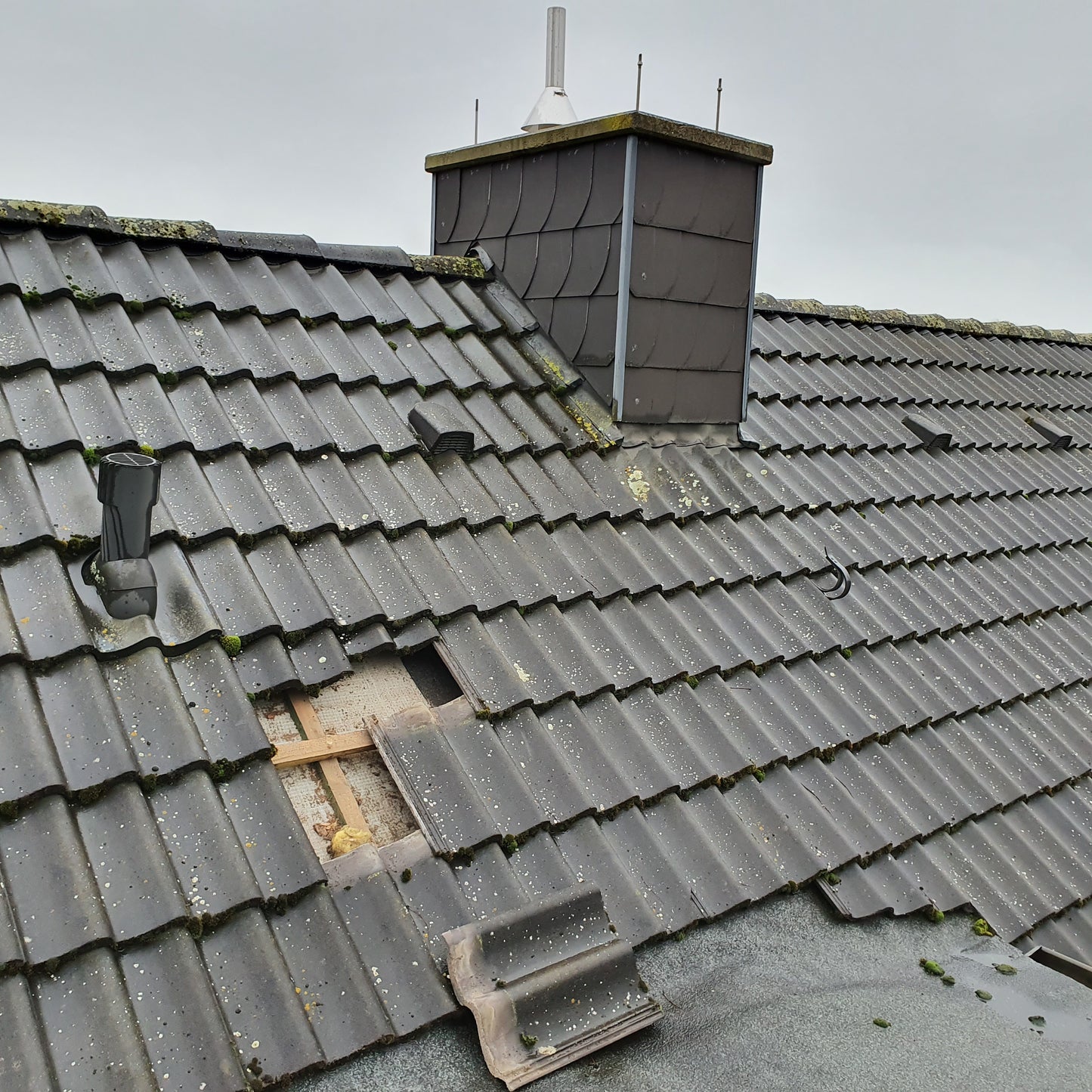 Rattenbekämpfung Dach 1-4 Behandlungen je Variante inkl. Material/ Präparate