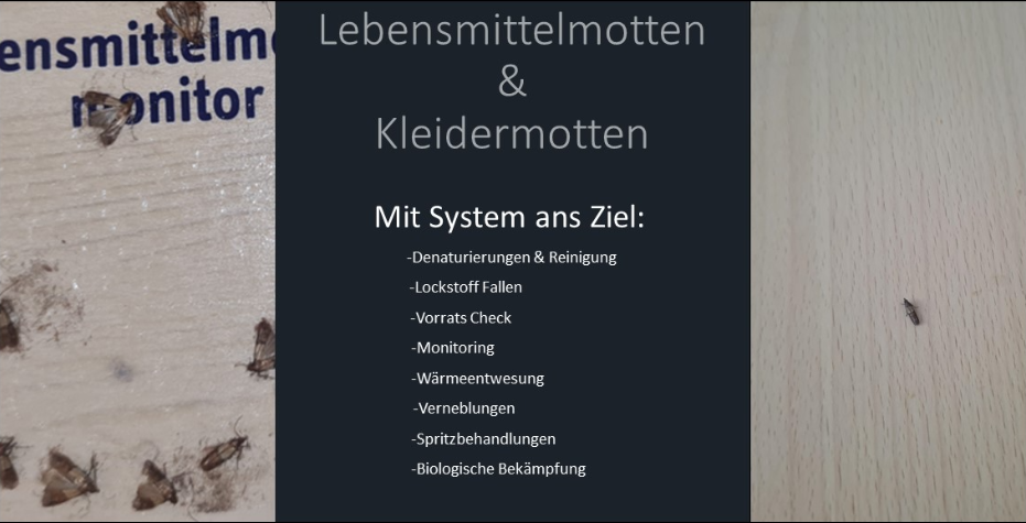 Textil Mottenbekämpfung 2 Behandlungen inkl. Vernebelung, Pheromone & ggf. Spritzbehandlung
