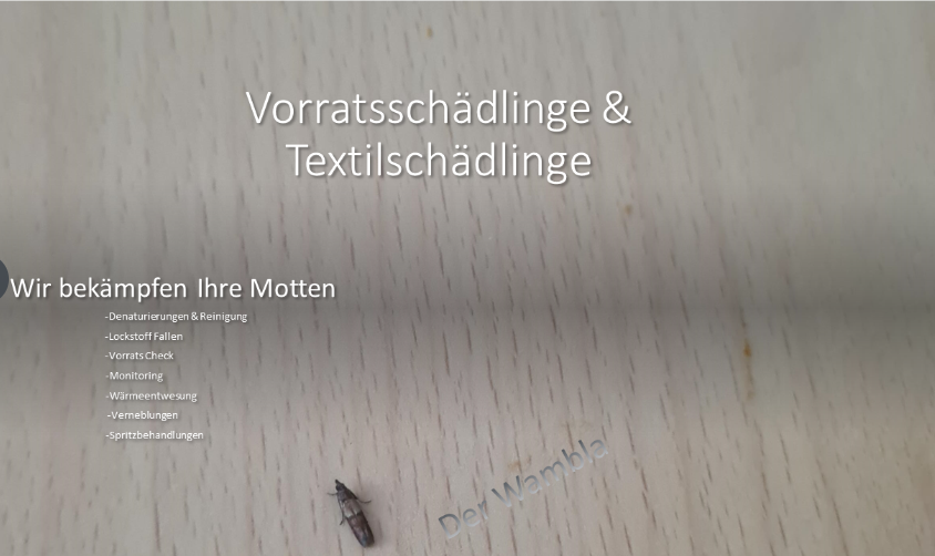 Monitoring Insekten & Schadnager für Innen und Außen